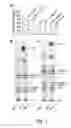 Fig. 04 - Enhanced triacylglycerol accumulation in vegetative tissues of plants