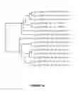 Fig. 31 - PLANTS HAVING ENHANCED YIELD-RELATED TRAITS AND A METHOD FOR MAKING THE SAME