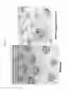 Fig. 10 - COMPOSITIONS AND METHODS TO ENHANCE MECHANICAL STALK STRENGTH IN PLANTS