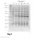 Fig. 04 - Polypeptides against plant pathogenic fungi