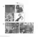 Fig. 03 - Reversible genic male sterility in compositae