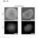 Fig. 13 - RNA-guided human genome engineering