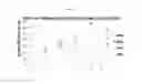Fig. 09 - METHOD OF INCREASING LIPID ACCUMULATION IN METSCHNIKOWIA PULCHERRIMA CELLS