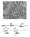 Fig. 04 - Proximity assay for in situ detection of targets