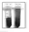 Fig. 02 - BLUE COLLAGENASE ASSAY