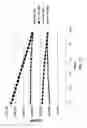 Fig. 40 - Substituted imidazo[1,2-a]pyrazines for use in bioluminogenic methods