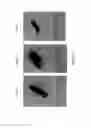 Fig. 05 - Isolation of nucleic acids