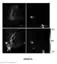 Fig. 24 - Methods of multiplexing DNA sensors and localizing DNA sensor