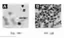 Fig. 23 - Analysis of Rare Cell-Enriched Samples