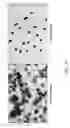 Fig. 28 - Analysis of Rare Cell-Enriched Samples