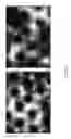 Fig. 29 - Analysis of Rare Cell-Enriched Samples