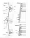 Fig. 10 - Riser Sections and Risers Made Therefrom