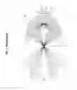 Fig. 02 - Lighting apparatus for vehicle