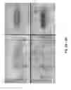 Fig. 03 - Simultaneous dehydration and staining of tissue for deep imaging