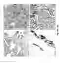 Fig. 04 - Simultaneous dehydration and staining of tissue for deep imaging