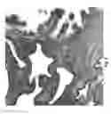 Fig. 06 - Simultaneous dehydration and staining of tissue for deep imaging