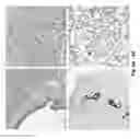 Fig. 07 - Simultaneous dehydration and staining of tissue for deep imaging