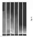 Fig. 13 - Simultaneous dehydration and staining of tissue for deep imaging
