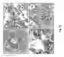 Fig. 16 - Simultaneous dehydration and staining of tissue for deep imaging