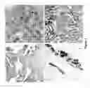 Fig. 04 - Novel Methods of Tissue Processing and Imaging