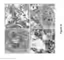 Fig. 16 - Novel Methods of Tissue Processing and Imaging