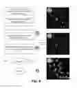 Fig. 15 - Interferometric focusing of guide-stars for direct wavefront sensing
