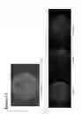 Fig. 13 - Methods for generating pH/ionic concentration gradient near electrode surfaces for modulating biomolecular interactions, and bubble detection using electrodes