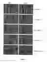 Fig. 21 - Device and method for the detection of target entities