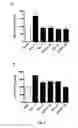 Fig. 06 - Screening method, a kit, a method of treatment and a compound for use in a method of treatment