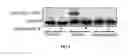 Fig. 07 - Screening method, a kit, a method of treatment and a compound for use in a method of treatment