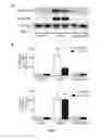 Fig. 08 - Screening method, a kit, a method of treatment and a compound for use in a method of treatment