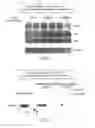 Fig. 06 - Compositions and methods for modulating c-Rel-dependent cytokine production