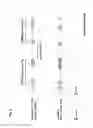 Fig. 06 - TLR8 TRANSGENIC ANIMALS