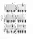 Fig. 02 - Method of detecting cleaved SNAP25 in tissue samples
