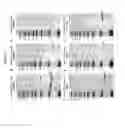 Fig. 03 - Method of detecting cleaved SNAP25 in tissue samples