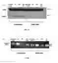Fig. 05 - BIOMARKERS FOR THE PREDICTION OF PRETERM BIRTH