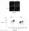 Fig. 08 - Methods and Compositions for Detecting Receptor Clustering and Activation Events in Single Cells