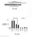 Fig. 13 - Methods and Compositions for Detecting Receptor Clustering and Activation Events in Single Cells