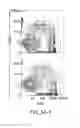 Fig. 19 - Methods and Compositions for Detecting Receptor Clustering and Activation Events in Single Cells