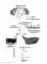 Fig. 02 - INTEGRATED HIGH THROUGHPUT SYSTEM FOR THE ANALYSIS OF BIOMOLECULES