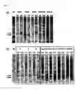 Fig. 06 - Screening and engineering method of super-stable immunoglobulin variable domains and their uses