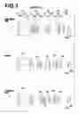 Fig. 04 - Zoom lens and imaging apparatus