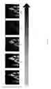 Fig. 07 - High frame-rate multichannel beam-scanning microscopy