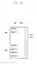 Fig. 59 - METHOD OF DISPLAYING GRAPHIC USER INTERFACE AND ELECTRONIC DEVICE IMPLEMENTING SAME