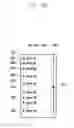 Fig. 62 - METHOD OF DISPLAYING GRAPHIC USER INTERFACE AND ELECTRONIC DEVICE IMPLEMENTING SAME