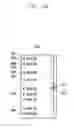 Fig. 63 - METHOD OF DISPLAYING GRAPHIC USER INTERFACE AND ELECTRONIC DEVICE IMPLEMENTING SAME