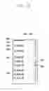 Fig. 64 - METHOD OF DISPLAYING GRAPHIC USER INTERFACE AND ELECTRONIC DEVICE IMPLEMENTING SAME