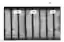 Fig. 01 - Deconstructing overlapped peaks in droplet digital polymerase chain reaction data