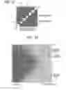 Fig. 17 - Image processing device, image processing method, image processing program, and image display device