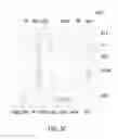 Fig. 05 - Optoelectronic device and method for manufacturing the same